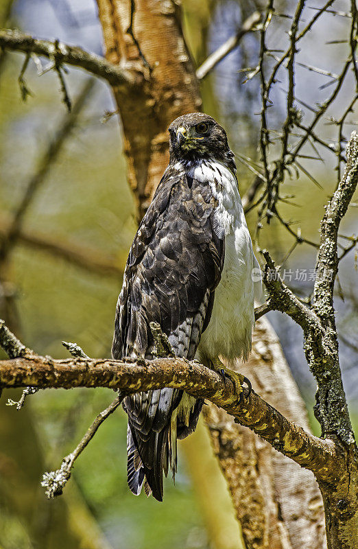 秃鹰(Buteo Augur)是一种非洲的猛禽。纳库鲁湖国家公园，肯尼亚